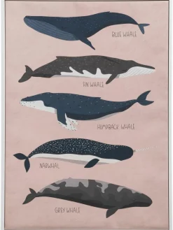Big Whales|Kibek New