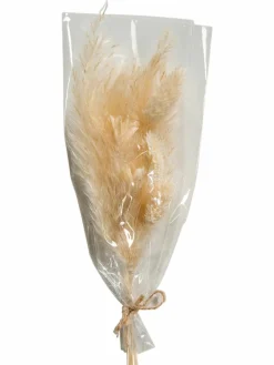 Pampi|Kibek Sale