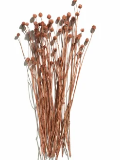 Phalaris|Kibek Outlet