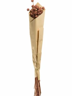 Phalaris|Kibek Outlet