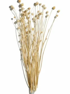 Phalaris|Kibek Best