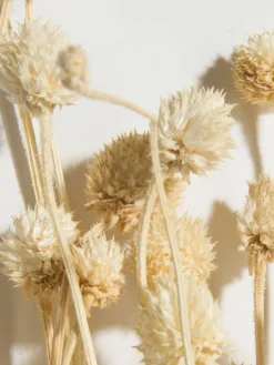 Phalaris|Kibek Best