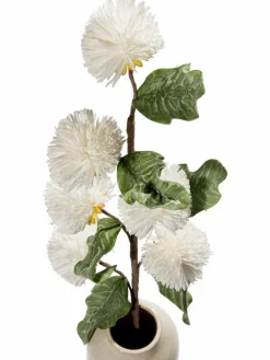 Softflower|Kibek Clearance