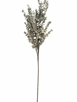 Softflower|Kibek Online