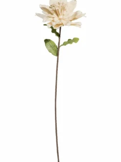 Softflower|Kibek Best
