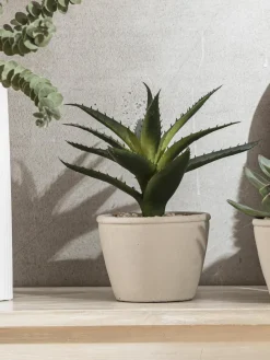 Sukkulente Thea|Kibek Discount